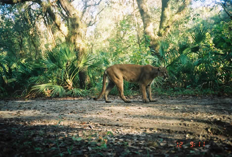 florida panthers animal. cat, a Florida Panther