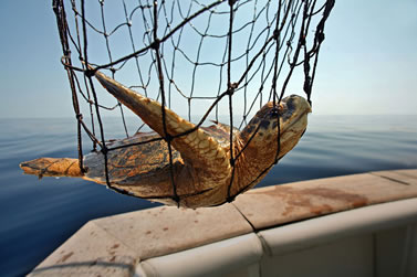 photo of a sea turtle in a net on the transom of a boat