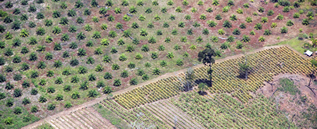 aerial photo of a tree plantation