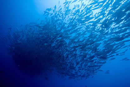photo of a tight knot of fish swimming in deep water