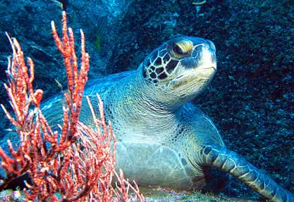 photo of a sea turtle looking out from a coral reef