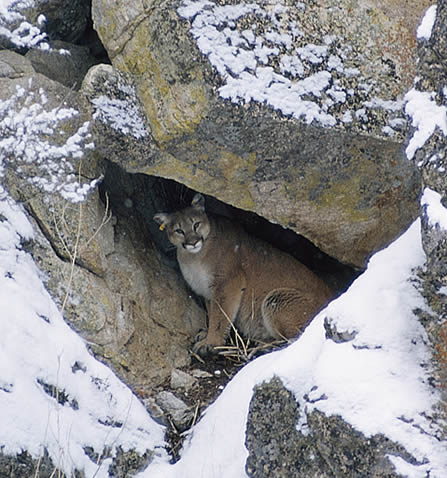 photo of a cougar in a small talus cave in a snowy setting, an ear-tag is apparent