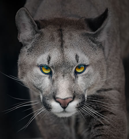 close photo of a puma looking directly out of the frame