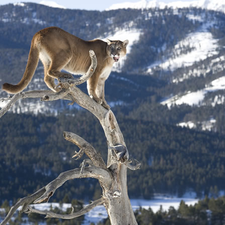 photo of a treed mountain lion
