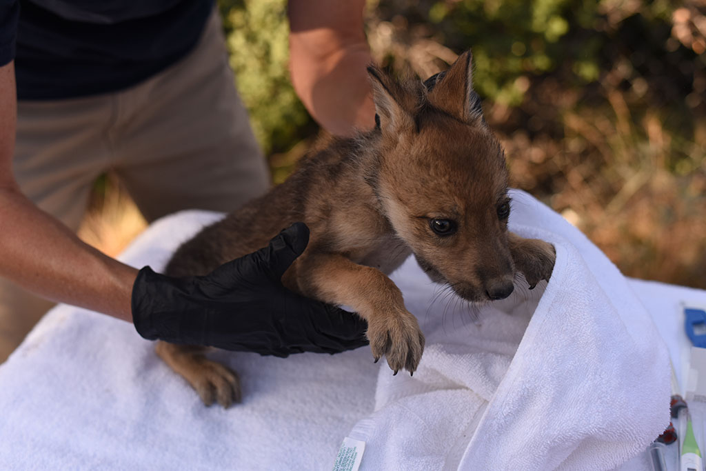 photo of a wolf pup being handled by a human