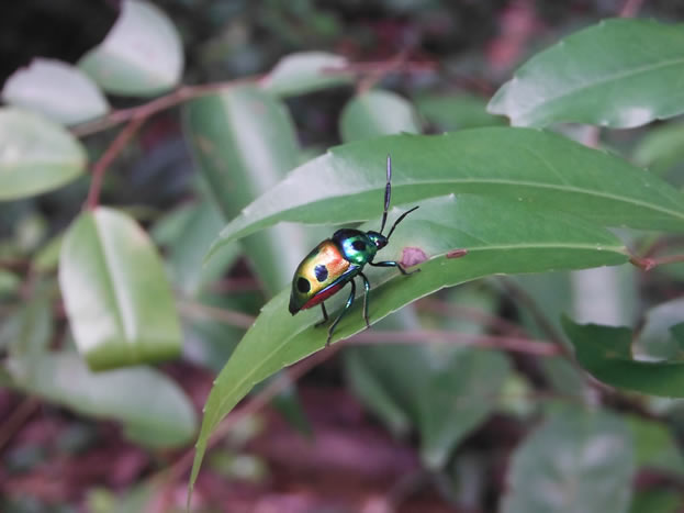 photo of a golden spotted beetle on a leaf