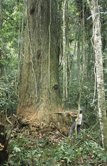 photo of a rainforest tree being cut with a chiainsaw