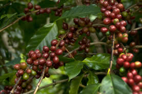 closeup photo of coffee cherries on a tree