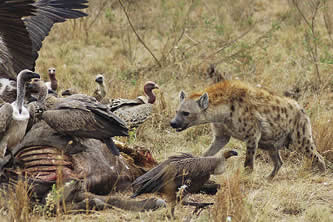 photo of a hyaena facing a group of vultures over a dead animal