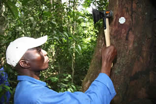 photo of a man using a hammer-shaped handheld scanner on a small tag on a tree