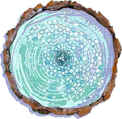 artwork depicting an engineered tree trunk in cross section