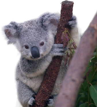 photo of a young koala gripping a tree branch