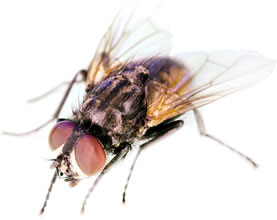 closeup photo of a fly