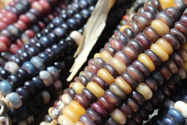 close-up photo of ears of corn