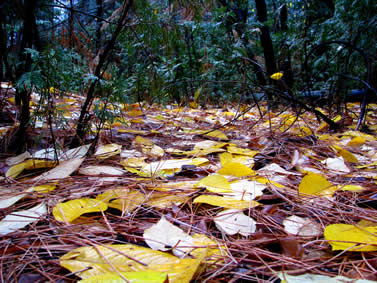 photo of a forest floor littered with leaves