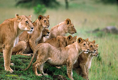 photo of a pride of lions on the veldt