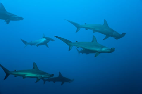 underwater photo of hammerhead sharks