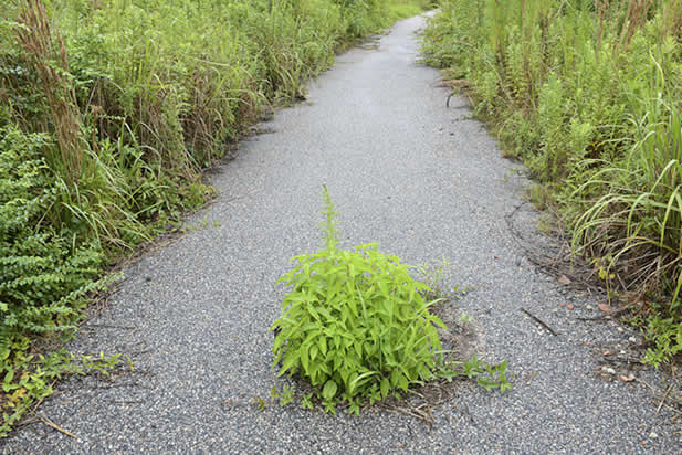 photo of pavement being demolished by plants