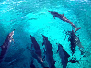 photo of dolphins as seen from above the surface