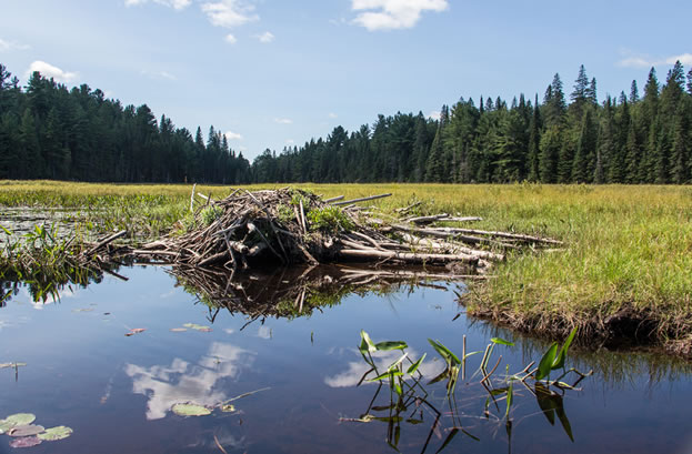 photo of a pond with a beaver lodge prevalent