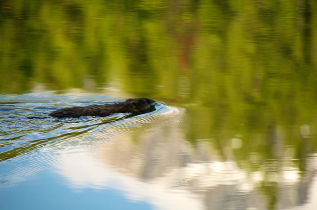 photo of a pond, beaver swimming across