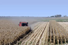 photo of a cornfield