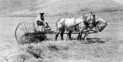 old photo of a horse-drawn plow