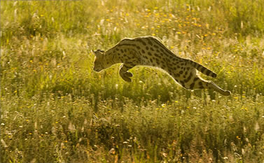 Norton_Serengeti-409.jpg