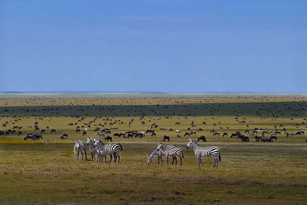 photo of a wide savannah, zebras, antelope, and wildebeests browsing there