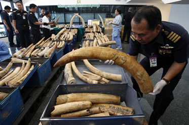 photo of a uniformed man inspecting a numbered tusk in a room full of them