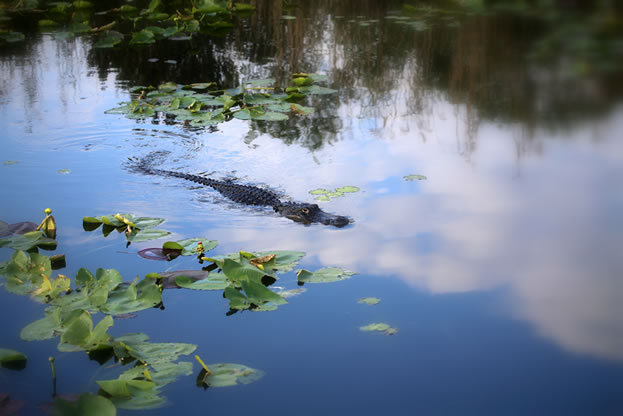 photo of an aligator in a pond