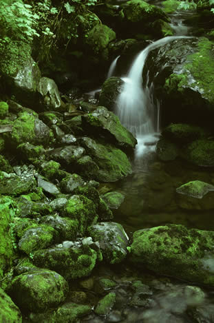 photo of a mossy waterfall