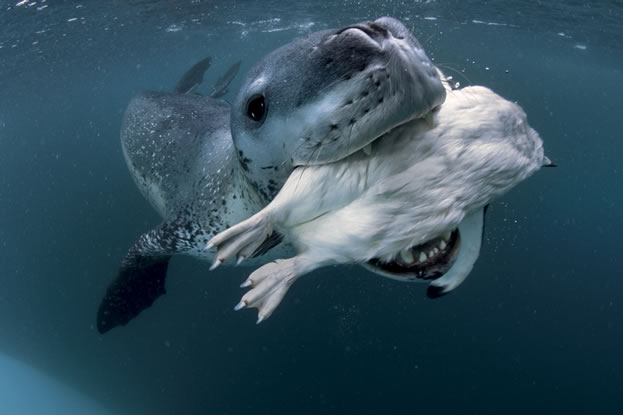 underwater photo of a leopard seal, carcass of a bird held firmly in its jaws
