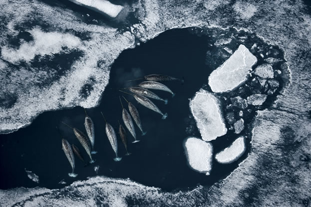 aerial photo of ice on the sea, narwhals floating together