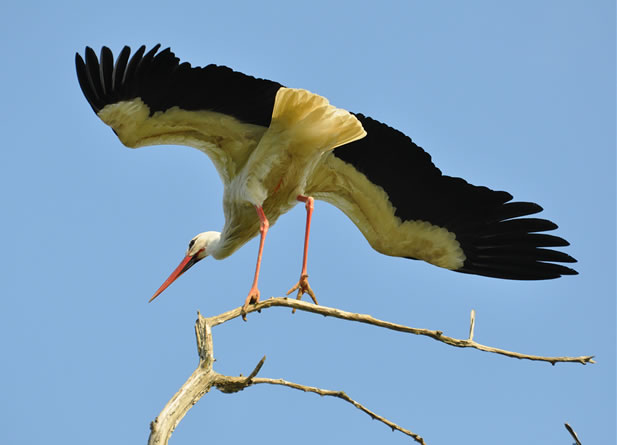 photo of a stork