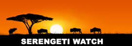 silhouette of wildlife under an accacia tree, words serengeti watch