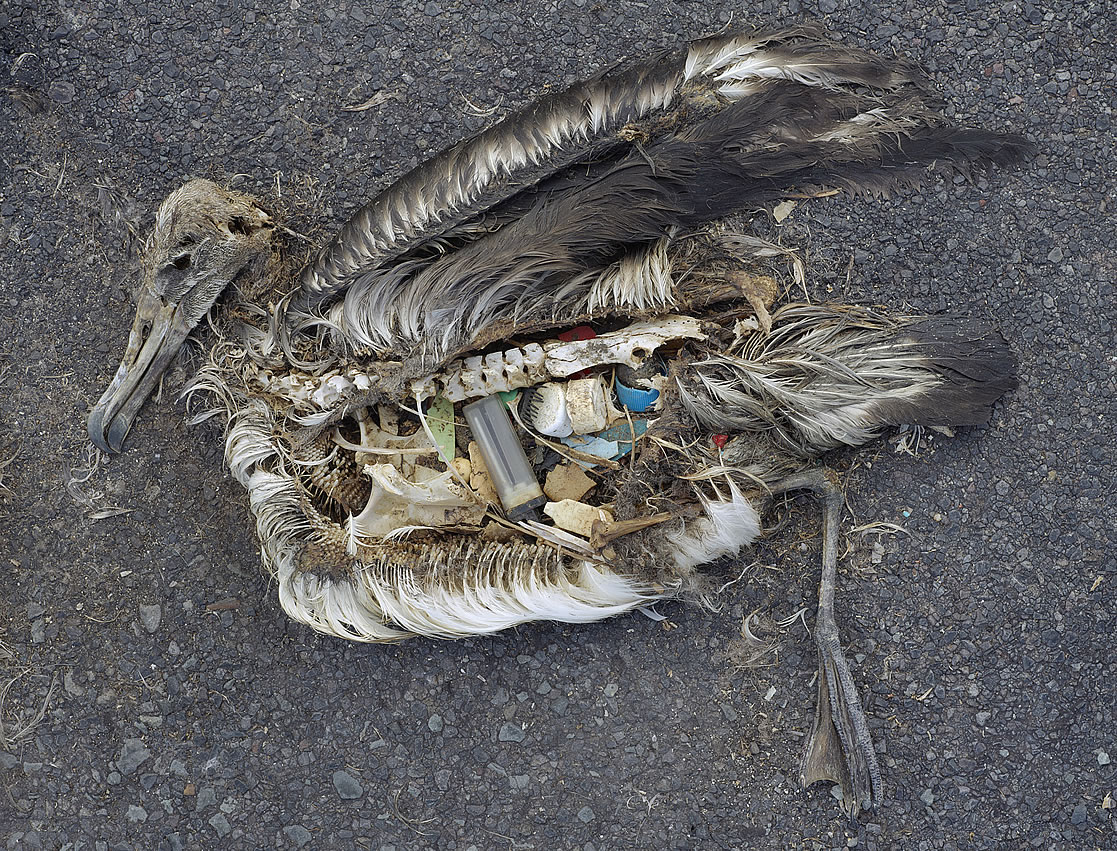 Sea birds and fish have a hard time distinguishing plastic from food. When they eat the stuff, they cannot digest it, and eventually die with bellies so full of plastic that no food or water can pass through them.