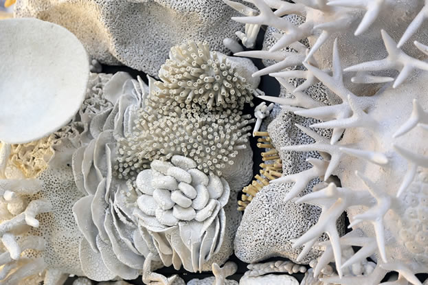 photo of an artwork depicting corals and other seafloor creatures