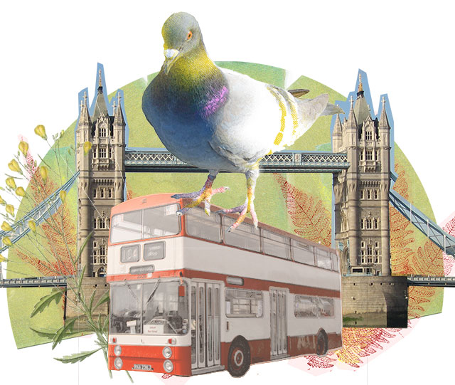 photo collage depicting a pigeon riding on a double-decker bus near the Tower Bridge