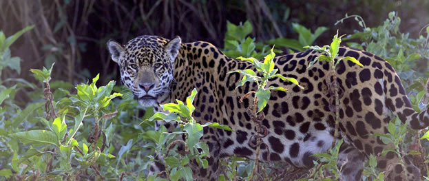 photo of a jaguar
