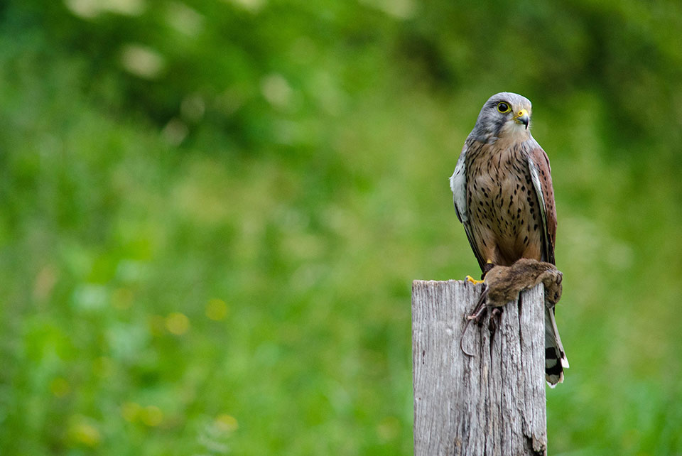 a bird of prey on a fencepost perch