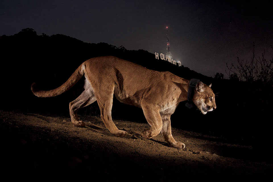 a puma, Hollywood sign in the background
