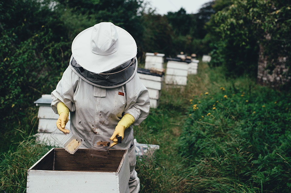 a beekeeper working a hive