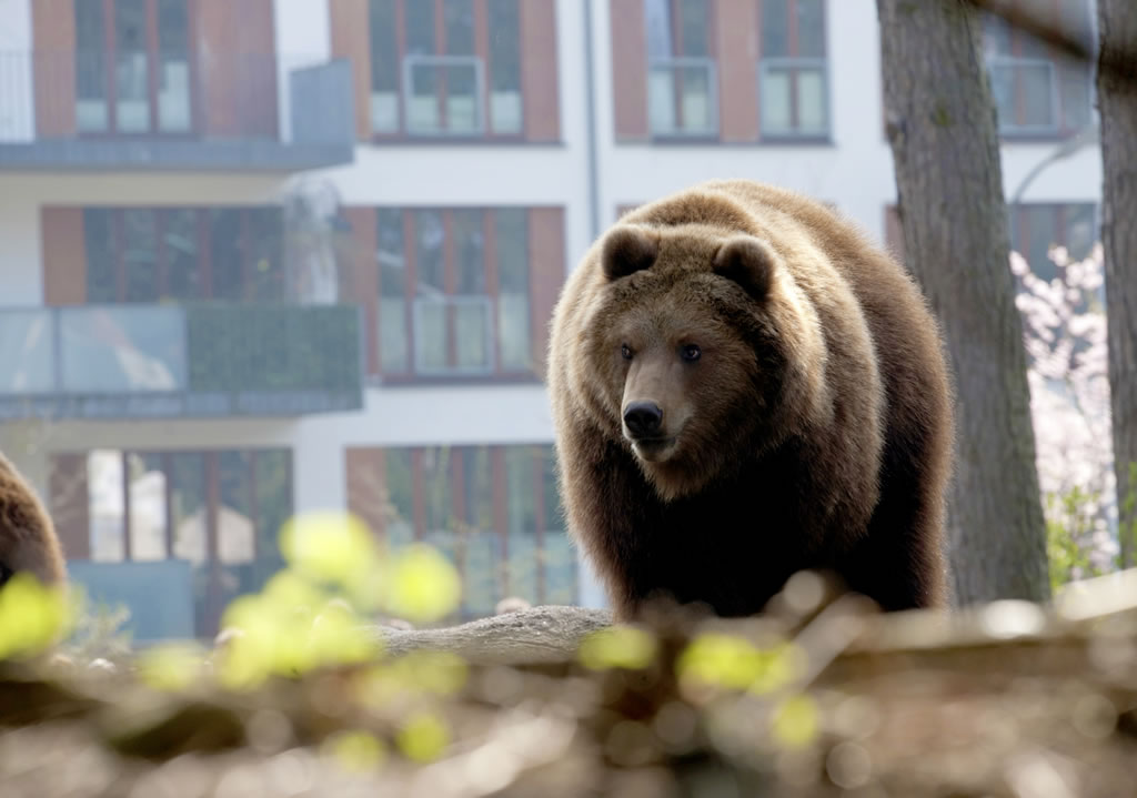 photo of a bear, an apartment building visible behind 