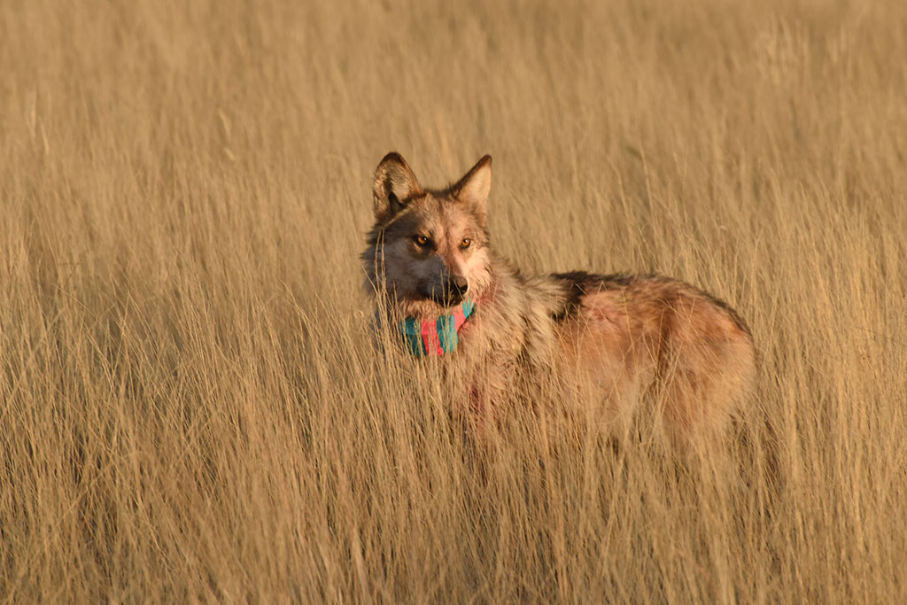photo of a collared wolf in grassland