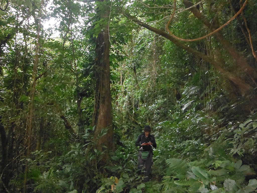 photo of a woman hiking in a tropical forest