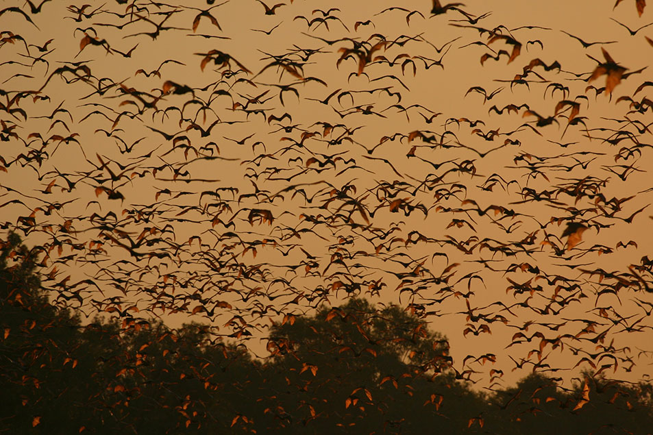 photo of many bats flying in twilight