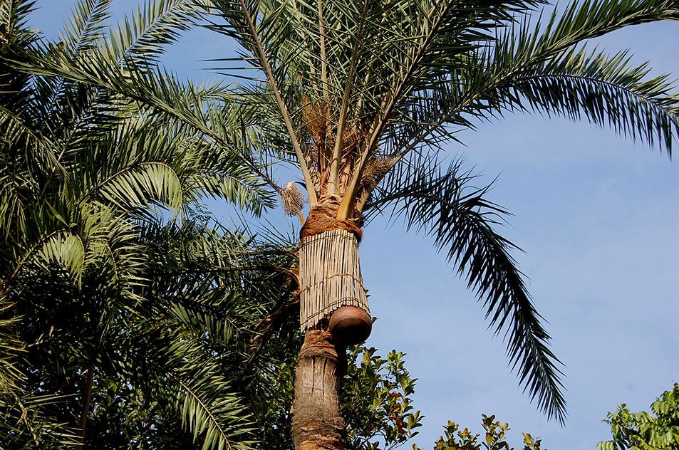 photo of a palm tree, pot attached and wrapped with a mat