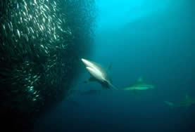 underwater photo, large school of small fish, two sharks observing