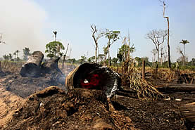 photo of a logged and burned forest